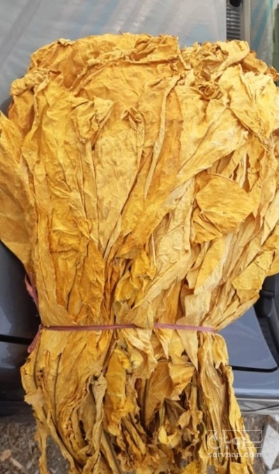 فروش تنباکو