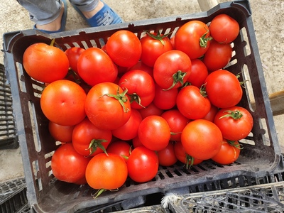 فروش گوجه فرنگی گلخانه ای