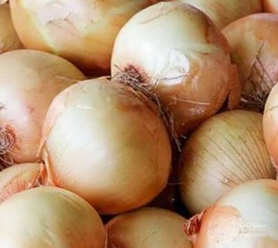 فروش پیاز