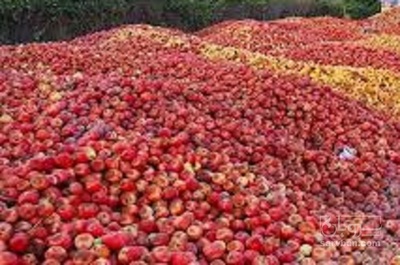 فروش سیب ضایعاتی