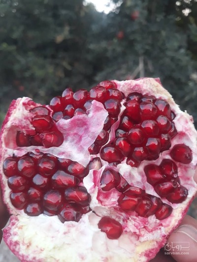 فروش انار