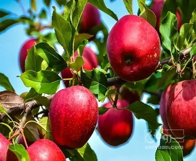 فروش سیب قرمز