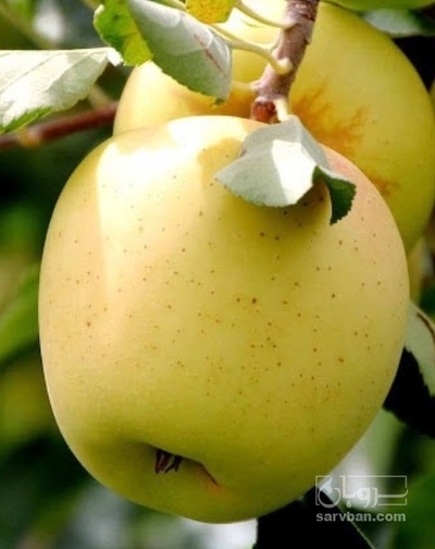 فروش سیب زرد
