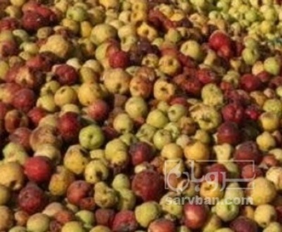 فروش سیب پادرختی