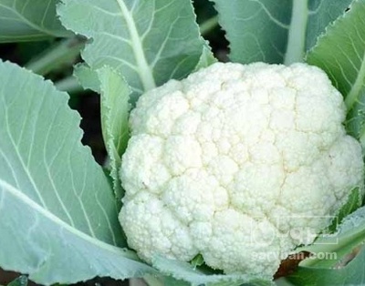 فروش گل کلم