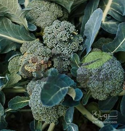 فروش کلم بروکلی