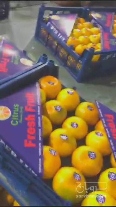 فروش نارنگی