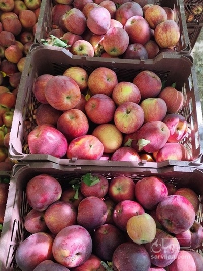 فروش سیب قرمز
