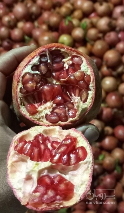 فروش انار درهم