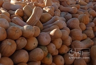 فروش کدو حلوایی