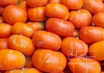 فروش کدو حلوایی