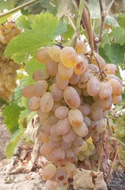 فروش انگور