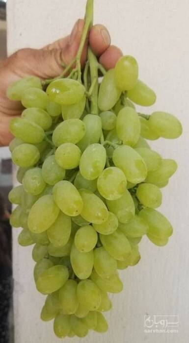 فروش انگور
