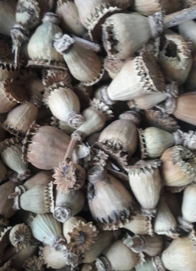 فروش خشخاش (گیاه‌ دارویی)