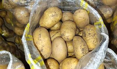 فروش سیب زمینی
