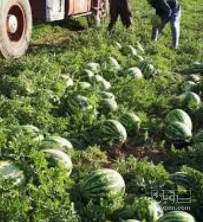 فروش هندوانه گرد