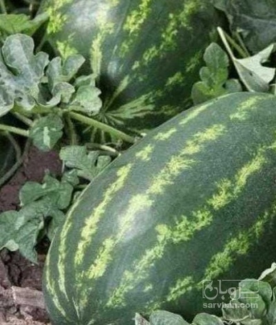 فروش هندوانه بیضی