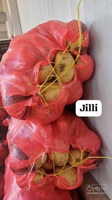 فروش سیب زمینی