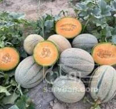 فروش طالبی جانا