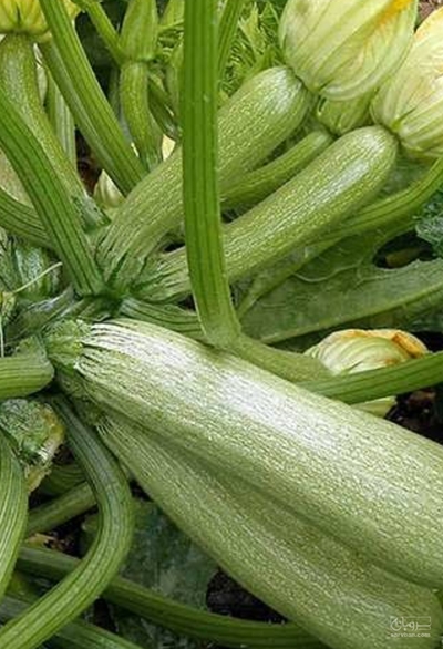 فروش کدو  سبز