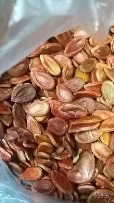 فروش تخمه هندوانه خام