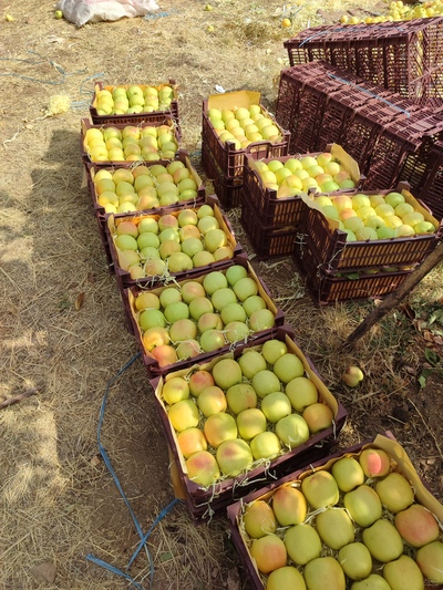 فروش سیب زرد