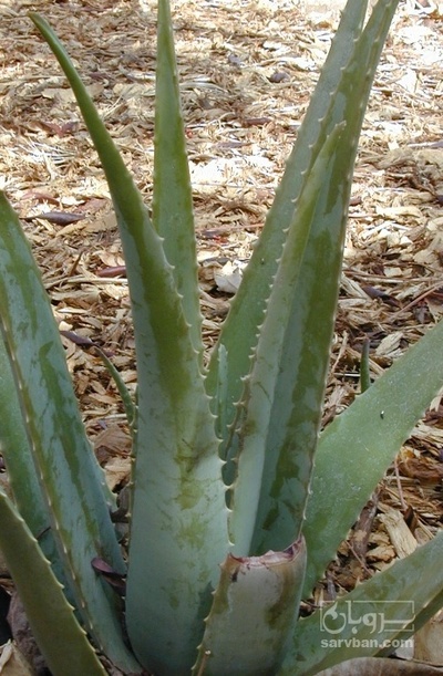 فروش آلوئه ورا (گیاه‌ دارویی)