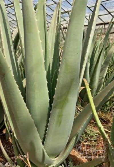 فروش آلوئه ورا (گیاه‌ دارویی)