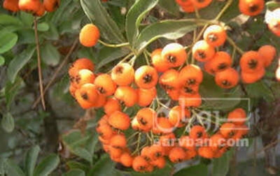 فروش زالزالک