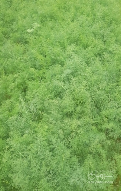 فروش شوید تازه