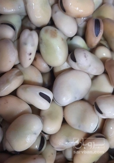 فروش باقلا تازه - باقالی - باقالا