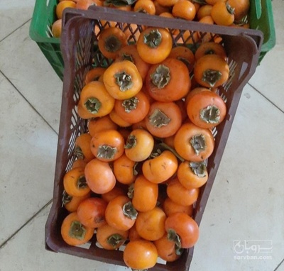 فروش خرمالو