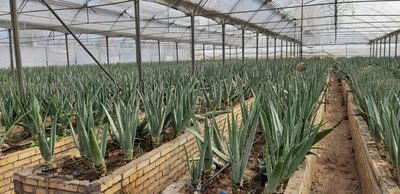 فروش آلوئه ورا (گیاه‌ دارویی)