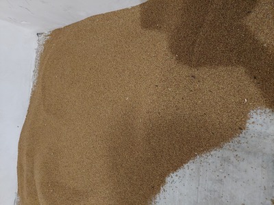 فروش بذر یونجه