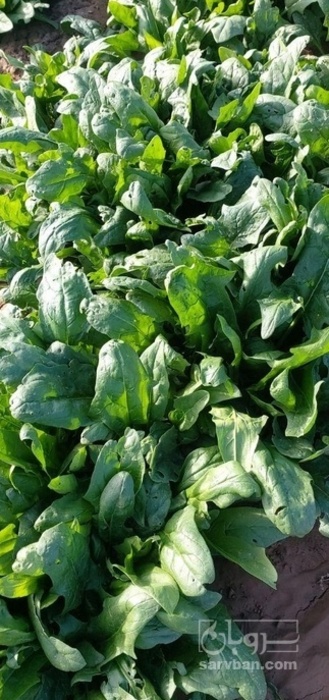 فروش اسفناج