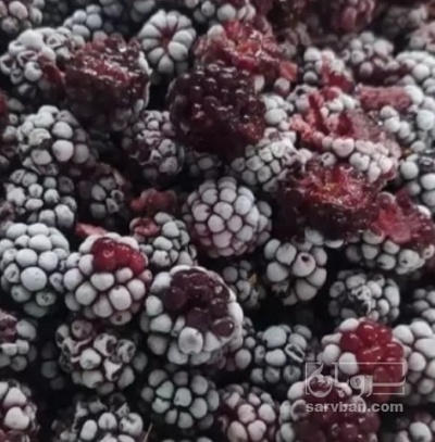 فروش شاتوت منجمد