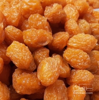 فروش آلو بخارا