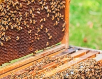 فروش عسل تغذیه