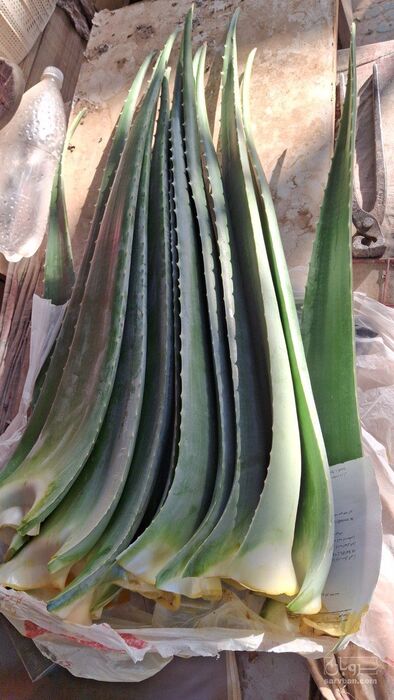 فروش آلوئه ورا (گیاه‌ دارویی)