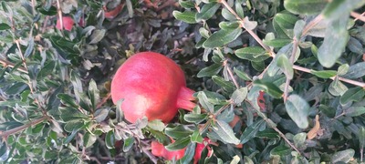 فروش انار رباب