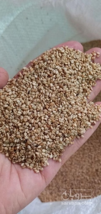 فروش کنجد طلایی