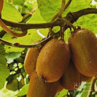 فروش کیوی هایوارد