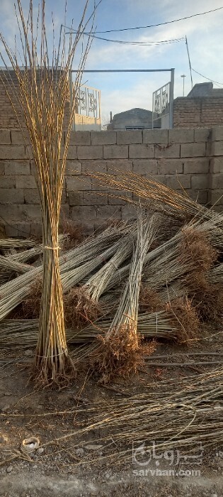 فروش نهال صنوبر