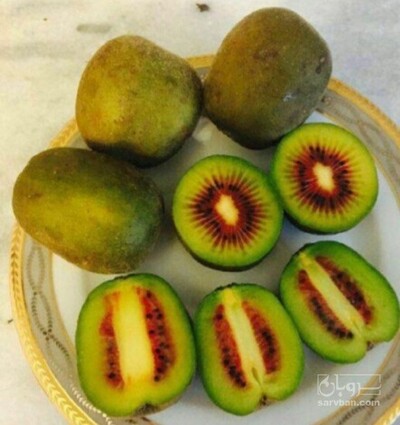 فروش نهال کیوی
