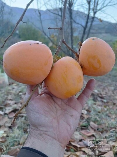 فروش نهال خرمالو