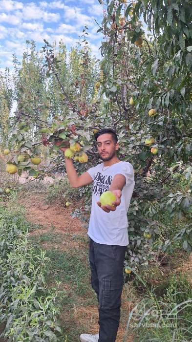 فروش نهال به