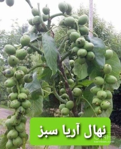 فروش نهال گردو