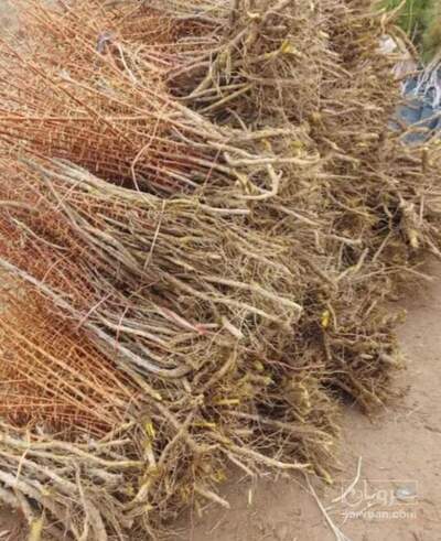 فروش نهال زرشک