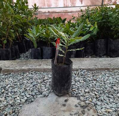 فروش نهال فندق