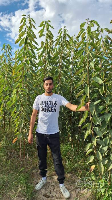 فروش نهال گیلاس